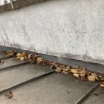 Gutter Cleaning - Before